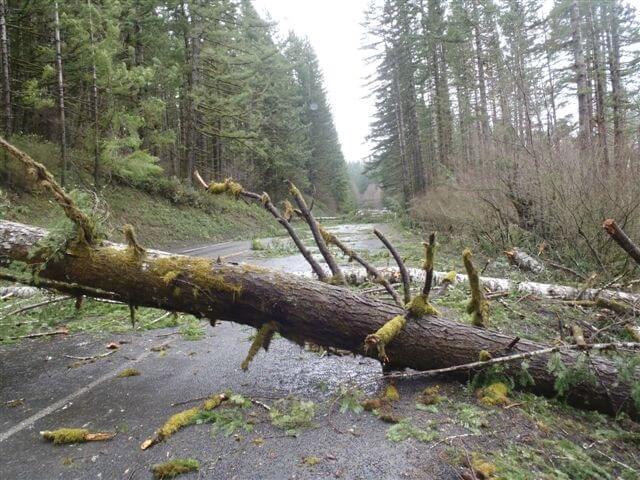 Trucker Survives Tree Storm