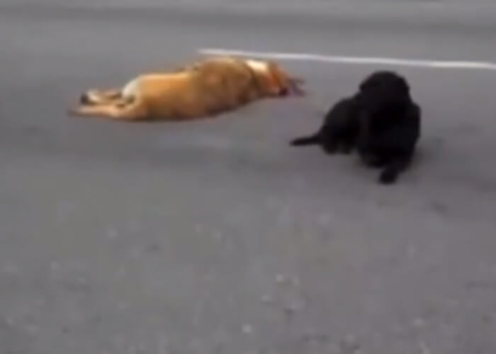 VIDEO: Loyal ‘Til The End: A Black Lab Braves Traffic To Stand By Her Friend
