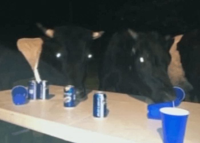 Cows Party