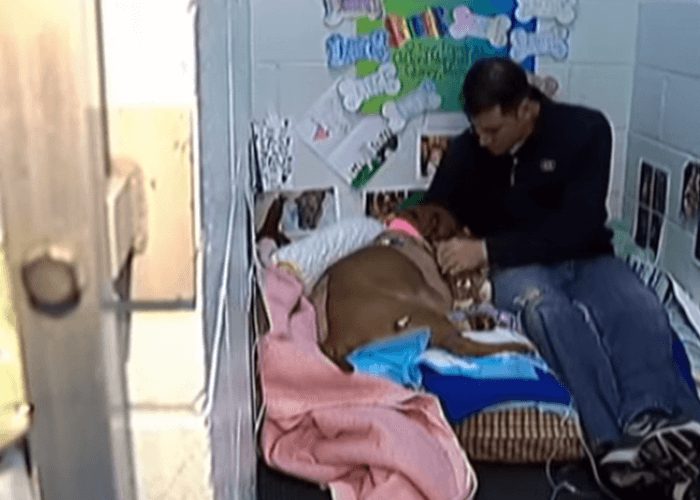 VIDEO: Hero Pitbull Sacrifices Herself To Save Owner
