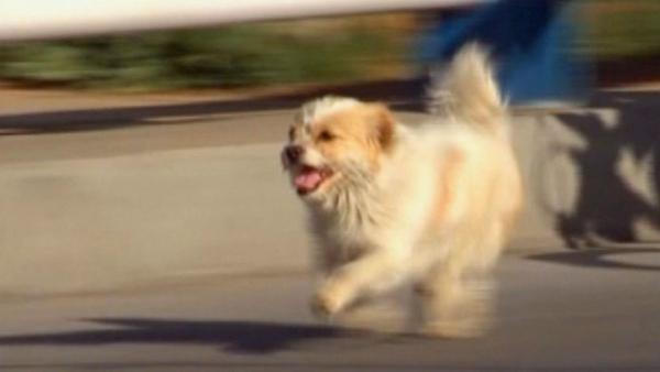 Dog Runs 1,100 Miles Alongside Cyclists