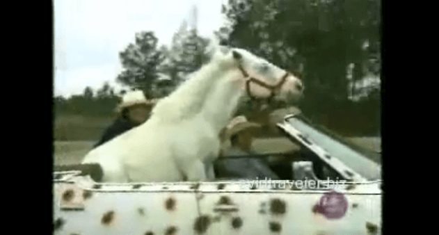 Video: Patches, The World's Most Talented Horse