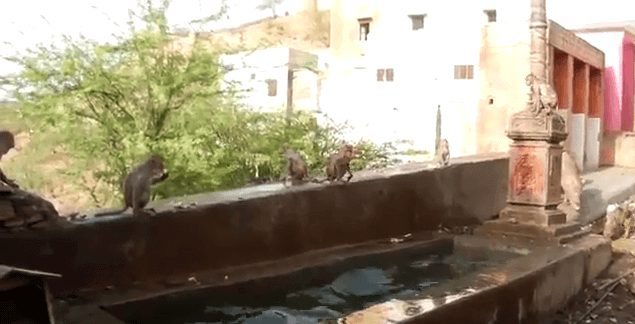Video: Monkeys Dip and Dive In Fountain