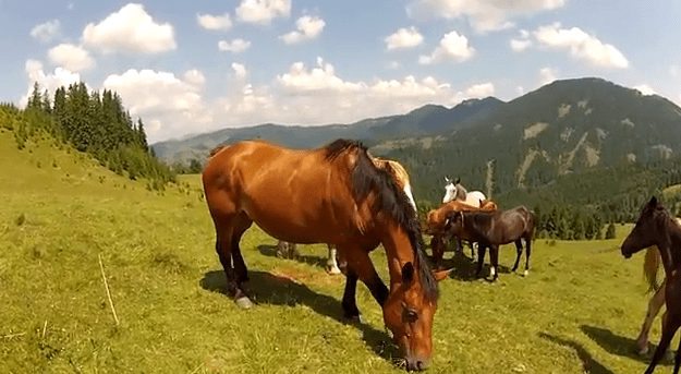 Cyclist Has Close Encounter With Wild Horse