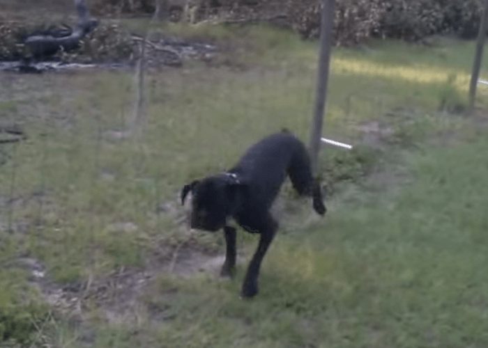 VIDEO: “Sparky” Pees On An Electric Fence