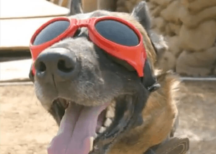 VIDEO: Help Save Military Dogs