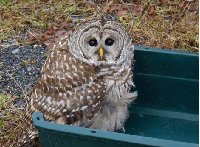 Truck Driver Helps Save Wounded Owl