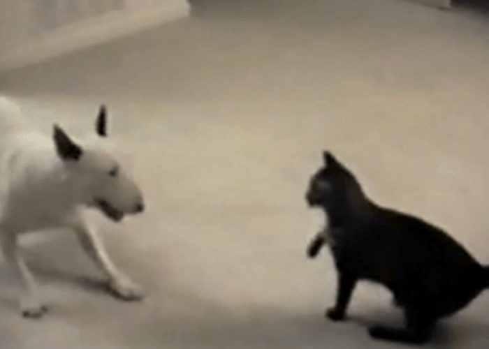 VIDEO: Crazy Dog Vs. Quick Cat