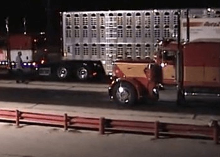 VIDEO: Drag Racing Bull Haulers