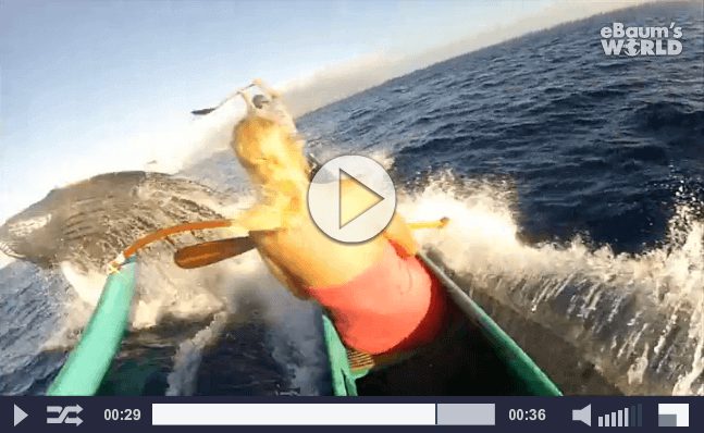Humpback Whale Surfaces, Hits Canoe