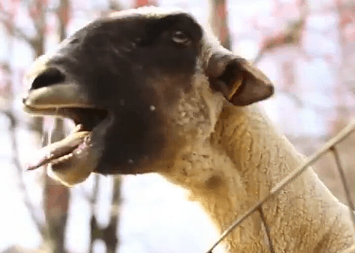 VIDEO: Goats Yelling Like People