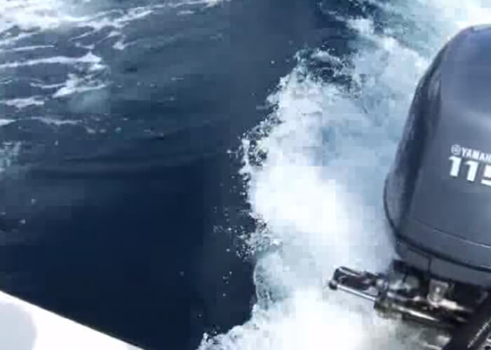 VIDEO: Killer Whales Follow Boat For An Hour