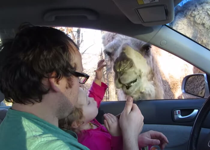 VIDEO: Hilarious! This is Why You Don’t Feed Zoo Animals