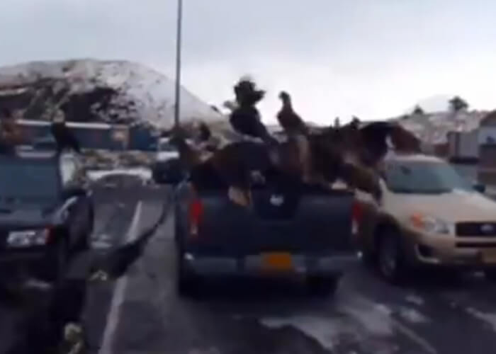 VIDEO: Convocation Of Bald Eagles Descend On Pickup