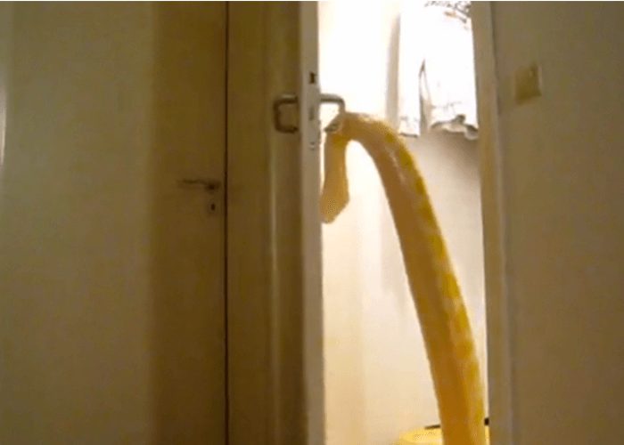 VIDEO: 8-Foot Python Makes Great Escape