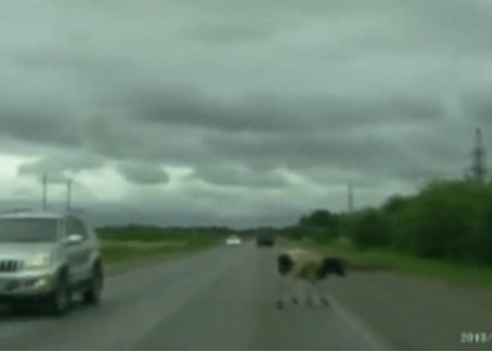 VIDEO: Cow Escapes Moving Truck