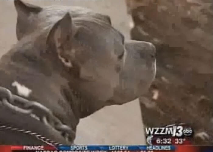 VIDEO: Pit Bull Saves Woman From Her Attacker