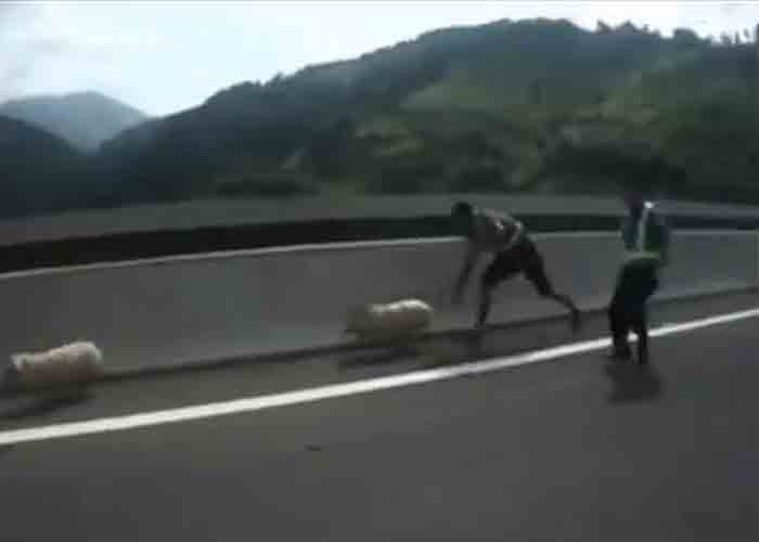 VIDEO: Pigs Escape From Overturned Truck