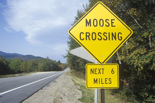 Maine Moose Crash
