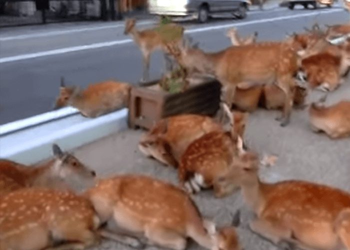 VIDEO: Meanwhile, On The Road In Nara, Japan