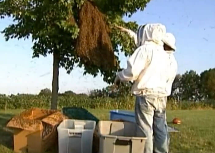 Escaping Bee Load Causes A Buzz