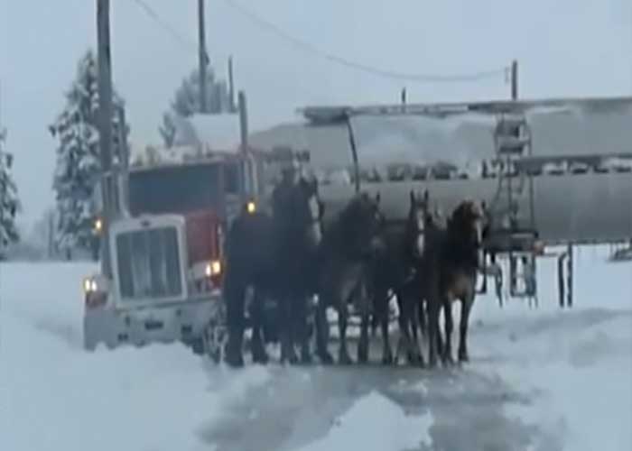 VIDEO: Horses Pull Truck Out of Snow