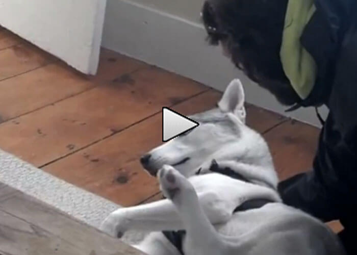 VIDEO: Blaze Says No To Going In the Kennel