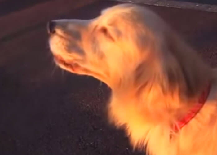 VIDEO: Hilarious! Dog Mimics Ambulance