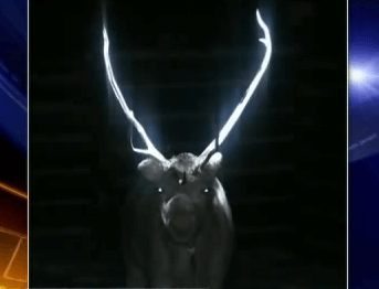 Video: Finland’s Reindeer Get Glowing Makeover