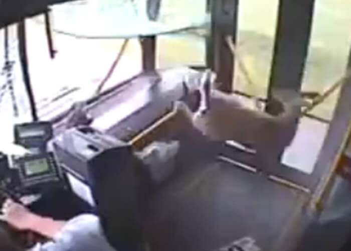 VIDEO: Deer Crashes Into Bus, Enters, Then Exits