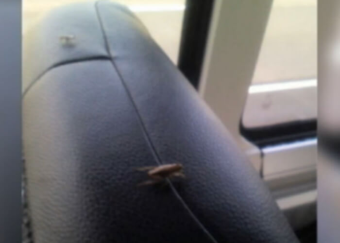 Greyhound Bus Infested With Cockroaches