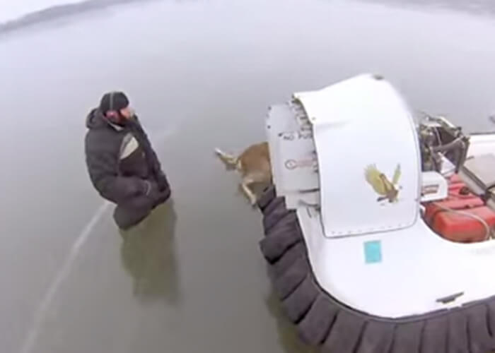 VIDEO: Father And Son Use Hovercraft To Rescue Three Deer From Frozen Lake