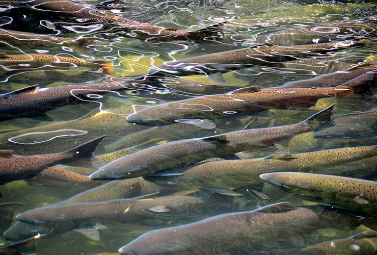 Trucks to the Rescue: Drought Prevents Salmon Migration, Fish Being Trucked to the Ocean