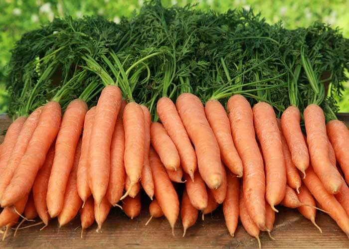 Truck Driver Donates Tons of Carrots to Animal Shelter