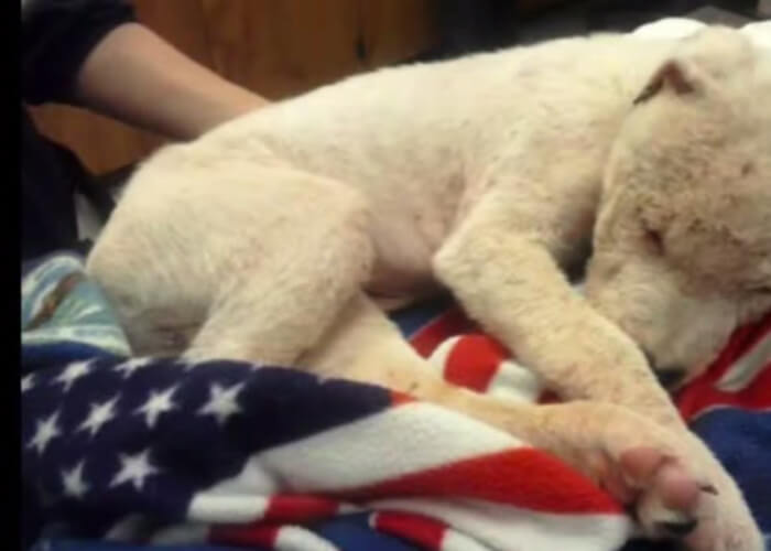 VIDEO: Puppy Found Burried In Tennessee Landfill