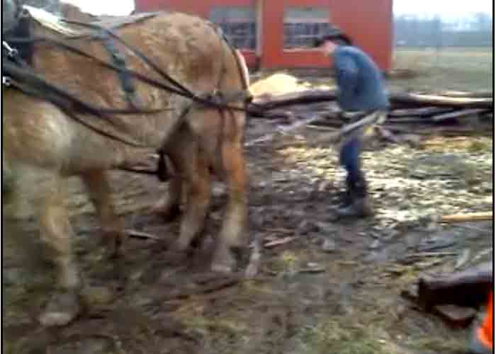 VIDEO: Horses Attempt to Pull Out Stuck Pickup