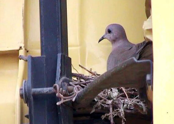 Truck Driver Stops Working To Save Bird Nest