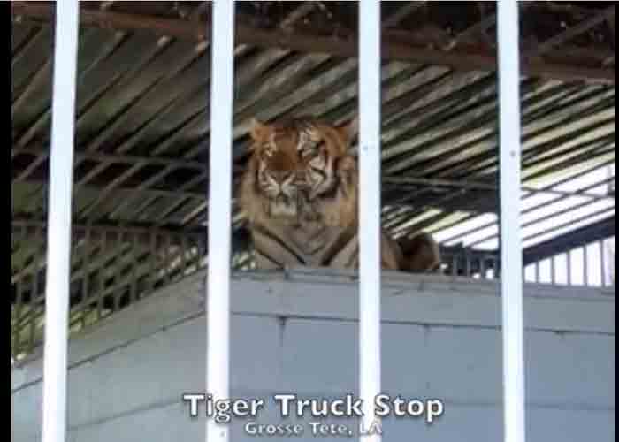 Louisiana Senate Says Tony the Truck Stop Tiger Should Stay