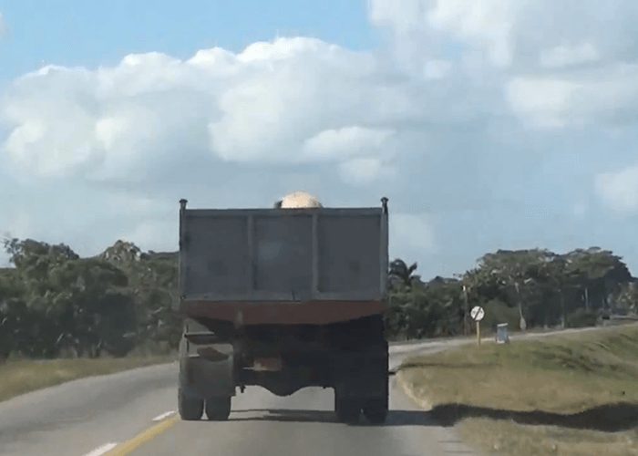 Video: Pig’s Daring Escape