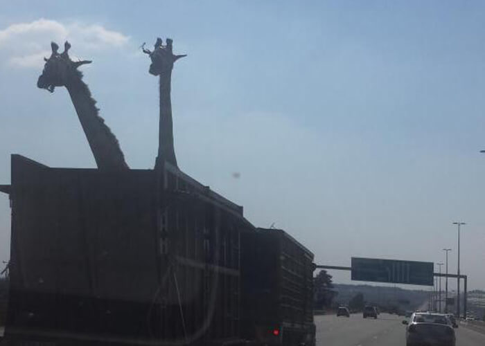 Giraffes Die In Accident