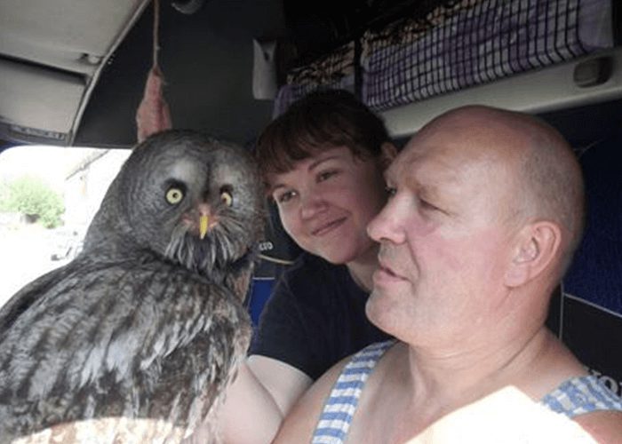 Russian Driver And Owl