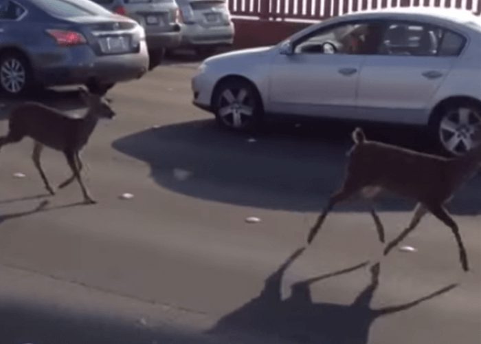 VIDEO: Two Deer Cross The Golden Gate Bridge