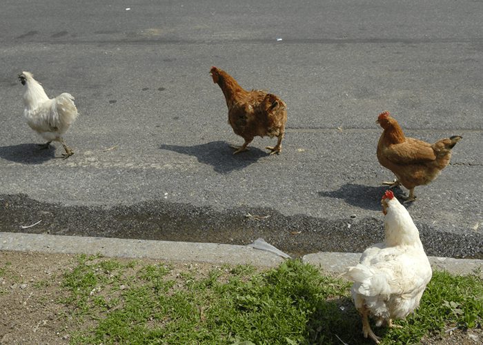 Chickens Crossing Road