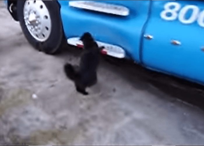 VIDEO: Trucker Cat Jumps Into Cab