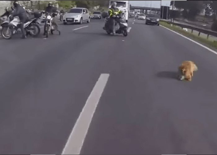 VIDEO: Motorcyclists Work Together To Save Dog On Highway