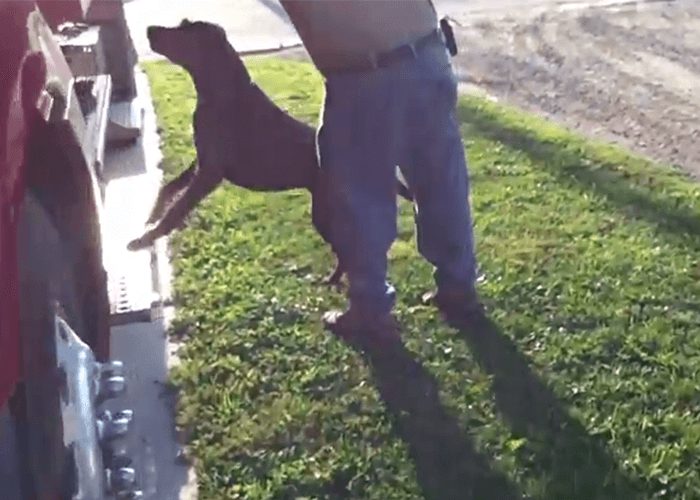 VIDEO: Trucker Dog Excited To Go To Work!