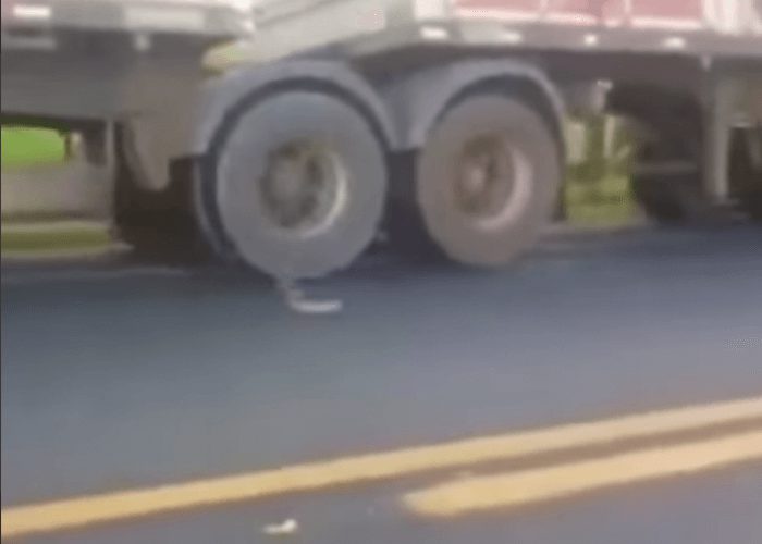 VIDEO: Cobra Attacks Passing Trucks