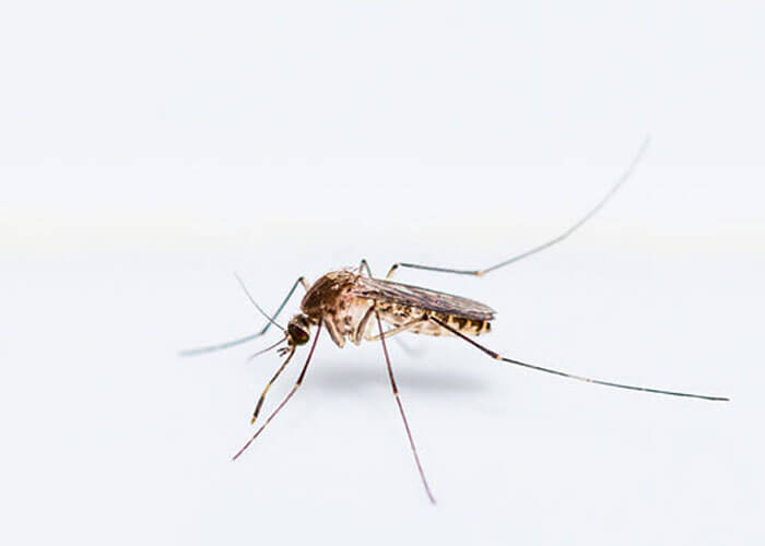 Mosquito CDLLife