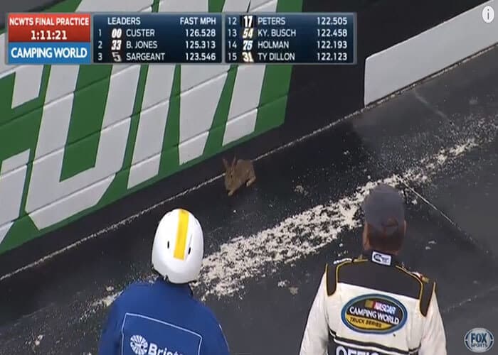 VIDEO: NASCAR Vs. A Rabbit