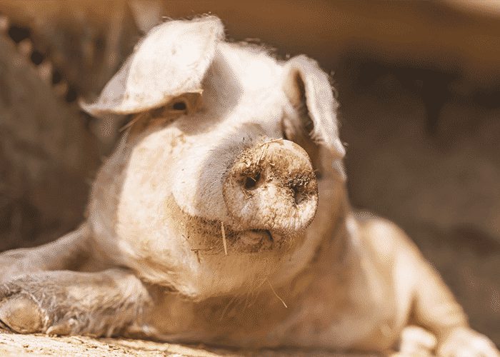 Police Investigate After Trailer Full Of Pigs Left In Hot Sun For Several Hours